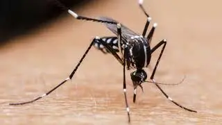 discovery of malaria