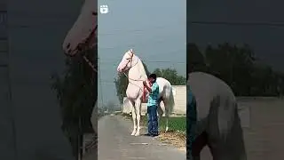 full height of horse 🐎🐴