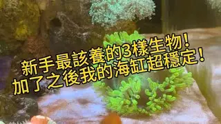 新手最該養的3樣生物！加了之後我的海缸超穩定！#海水缸 #海水魚 #生物 #開箱 #馬來西亞 #推薦
