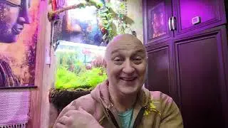 Аквариумный рай . Переселение пристелл . Эпиплатис факельный и гурами в одном аквариуме .