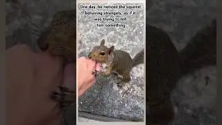 Squirrel Leads Man to Rescue Trapped Fawn!  #wholesome