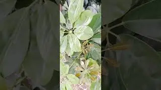 @-earth.plants-animalsSchefflera arboricola Nora,umbrella plant,bima &ccedil;ad&euml;r