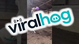 Horse Plays With and Pops an Inflatable Ball || ViralHog