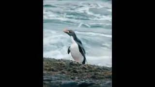 🐧 #antarctica #tariffs #penguins #penguinedit #macaronipenguin #heardislandandmcdonaldislands