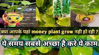 क्या आपके यहां money plant grow नही हो रही ? ये समय सबसे अच्छा है करे ये काम ||#moneyplant