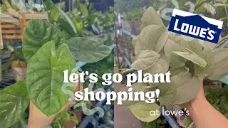 Новые кашпо и корзины для хойи от Costa Farms! | Покупки в Lowe&rsquo;s в Киллине, Техас 🛒🪴