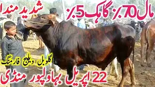 Bahawalpur Cow Mandi Today Fresh Video Cholistani Brahmn Qurbani 2025 || Global Village Farming