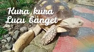 #Kurakura 