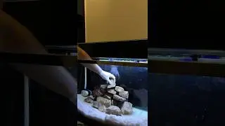 3 Feet African Cichlid Tank Setup- Rescaping My Mbuna Cichlid Tank