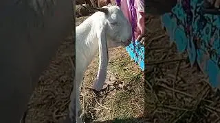 #مویشی #goat #goatfarm #animal #amazing #religion #rabbitlife #villagelife #بکری #news