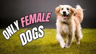 8 SURPRISING And WEIRD Traits That Only FEMALE Dogs Have