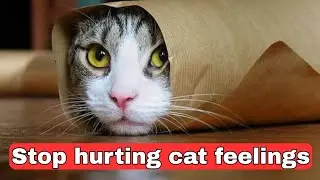 16 things that emotionally damage your cat