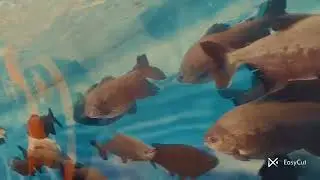 Trip Video .........................2025