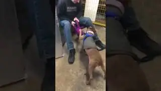 Queenie! Playing with her foster dad - Zoe's Animal Rescue Society