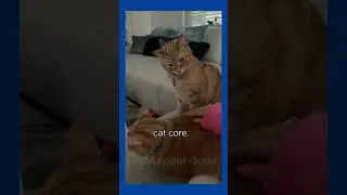 ORANGE CAT CORE. 🐱  p2.  #cuteanimals #catvideos #corevideo #ytshorts #cat #funny #memes
