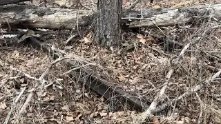 Old tracks still in place. Schuylkill Haven PA.