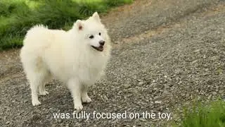 Best Dog Chew Toy? 🐶 MewaJump Interactive Toy Video