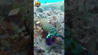 Mantis Shrimp Abilities That Seem Impossible #incredible #shorts