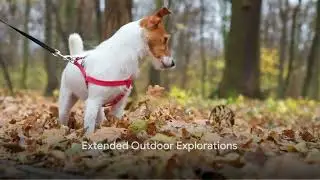 Fall Fun  3 Activities Your Dog Will Love