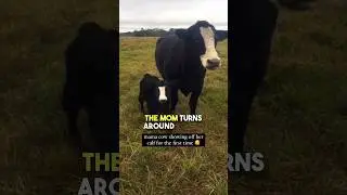 Mama cow shows off her new baby ❤️