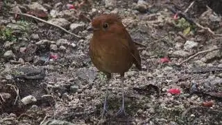 Grallaire d'&Eacute;quateur (Grallaria saturata) Equatorial Antpitta