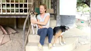 ADOPT A THAI STREET DOG