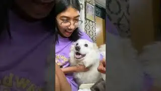 How I celebrated my dog&rsquo;s birthday 🥳🎂 mini vlog pt. 1 #shorts #birthdaycelebration #adayinmylife