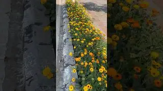 Calendula plantation at IIT Indore #iitindore #calendula #gardenplants #calendulaplant #yellow #iit