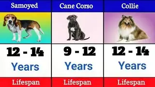 Life Expectancy of Different Dog Breeds | Which Dogs Live the Longest