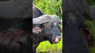 A MALE LION ATTACKS A LARGE 🐃