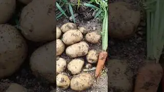 alu harvesting # potato # bangaladumpa # farming # gardening