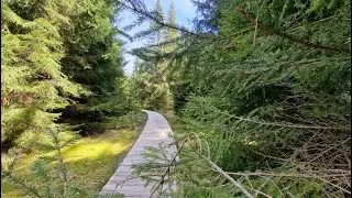 #253 Hochmoor Siebensäure bei Neudorf im Sehmatal, Sachsen