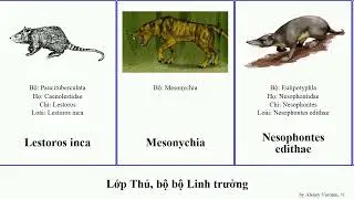 Lớp Th&uacute;, bộ bộ Linh trưởng major bay mammal inca brucei velox afer paradoxus volans Caenolestes