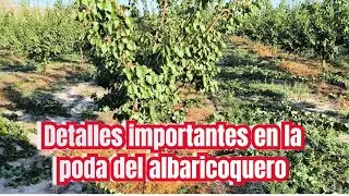 Detalles importantes en la poda del Albaricoquero.