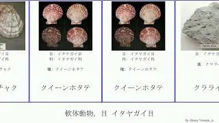 軟体動物, 目 イタヤガイ目 mollusca クイーンホタテ クラライア モノチス 月日貝 エゾキンチャク イタヤガイ科 イタヤガイ亜科 マゼランツキヒ ズカワキンチャクガイ ウミギク科
