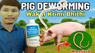 Pig Deworming - Wakno Bahaikhe Kirimi Charina Nang? Tamoni Bagwi Charina Nang Naidi
