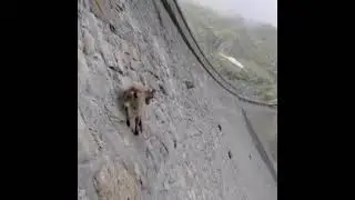 alpin ibex climbs a dam in italy