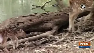 Wildlife Conservation is Rajasthan govt's top priority: CM Gehlot