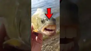 Top Real-Life Mutant Animals That Look Straight Out of a Sci-Fi Movie 🤯
