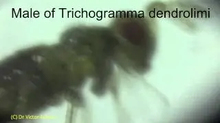 Under Microscope: Parasitic Wasp Trichogramma dendrolimi in Turkey - Size 0,5 mm