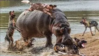 Hippo vs Wild dogs fight