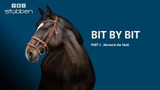 PART 1 - Nerves in the Skull: Where to Place Noseband?