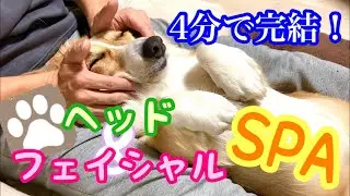 【コレがオススメ！】「愛犬のマッサージならこんな感じで」犬のフェイシャル&ヘッドマッサージ