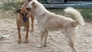 Group dog hungry after play funny time with neighbors dog outside home #cute #puppies #dog