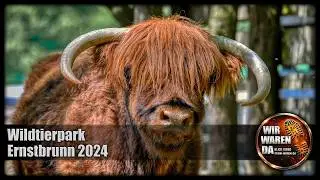 Wildtierpark Ernstbrunn hier gibt es Wölfe und jede Menge heimische Wild und Haustiere zu entdecken