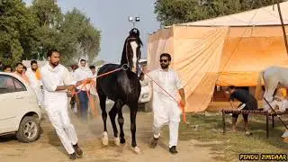 stallion raftaar,sirekalakanta owner-rupinder singh rana,cont no 98145-85105,98771-08801