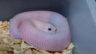 A closer look at the entire leucistic hognose snake clutch