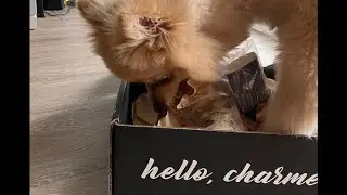 My Pomeranian Helps Me Unbox My March Boxyluxe