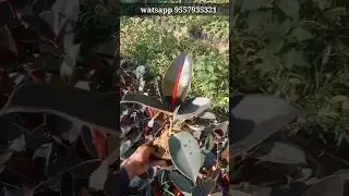 rubber plant available bulk quantity#plant #nursery #lowprice #shorts #gajraulanursery