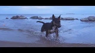 Miniature Bull Terriers: Sherlock and Wendy